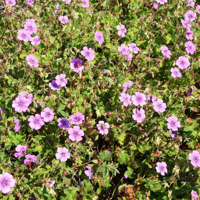 Géranium vivace 'Pink Penny' (Marie-Elise Liennard)